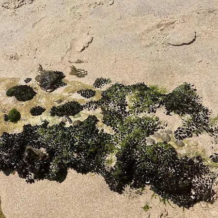 בית נופש Jugendstil - 2 Min Zum *